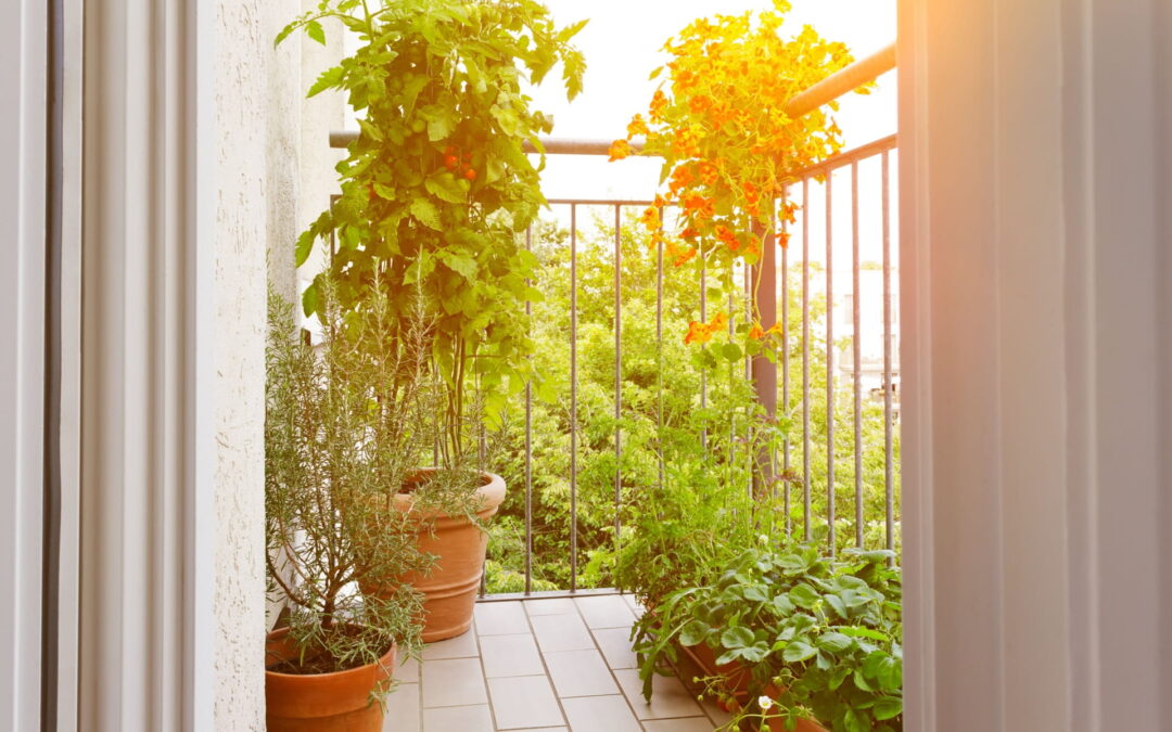 Protected: Tomatoes Dig The Patio Scene Draft